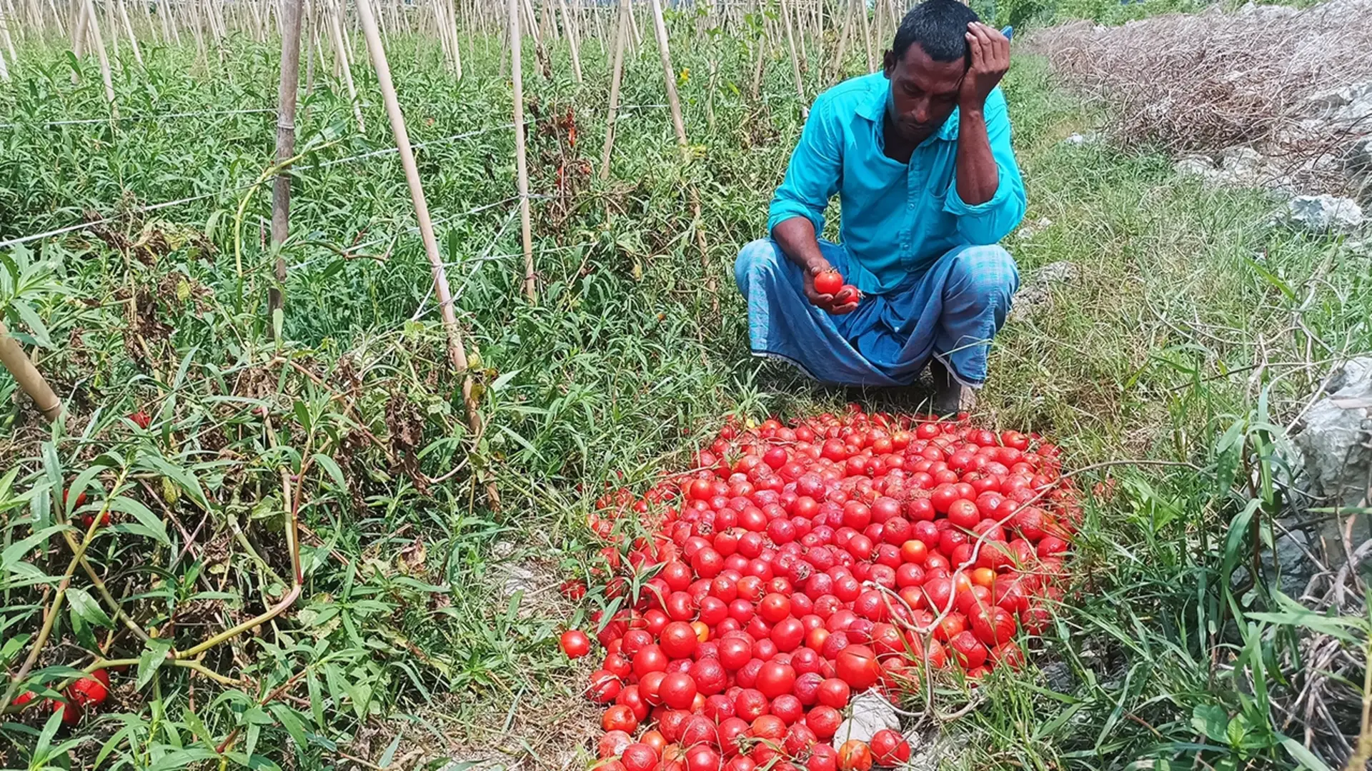 <a href='https://bengalbeat.today/farmers-struggle-tomato-prices-drop/'>Farmers Struggle as Tomato Prices Plummet to Unprecedented Lows</a>